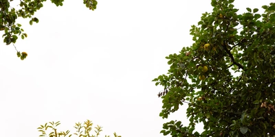 Повод есть: Коломна, пастила и&nbsp;Достоевский наизнанку