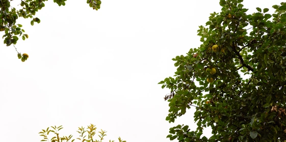 Повод есть: Коломна, пастила и&nbsp;Достоевский наизнанку