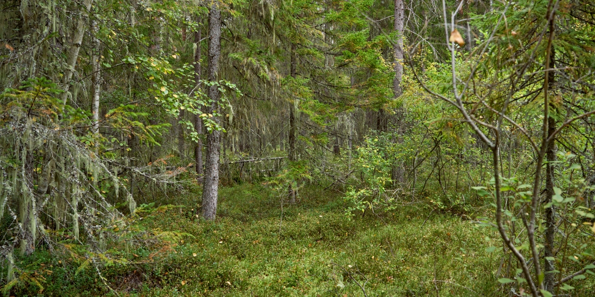 Какого поля ягода: редакция нашла в лесу замороженные дикоросы