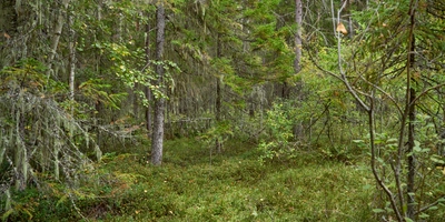 Какого поля ягода: редакция нашла в лесу замороженные дикоросы