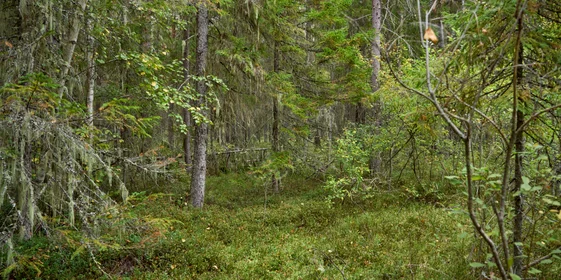 Какого поля ягода: редакция нашла в лесу замороженные дикоросы