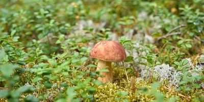 Какого поля ягода: редакция нашла в лесу замороженные дикоросы