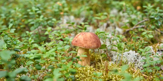 Какого поля ягода: редакция нашла в лесу замороженные дикоросы