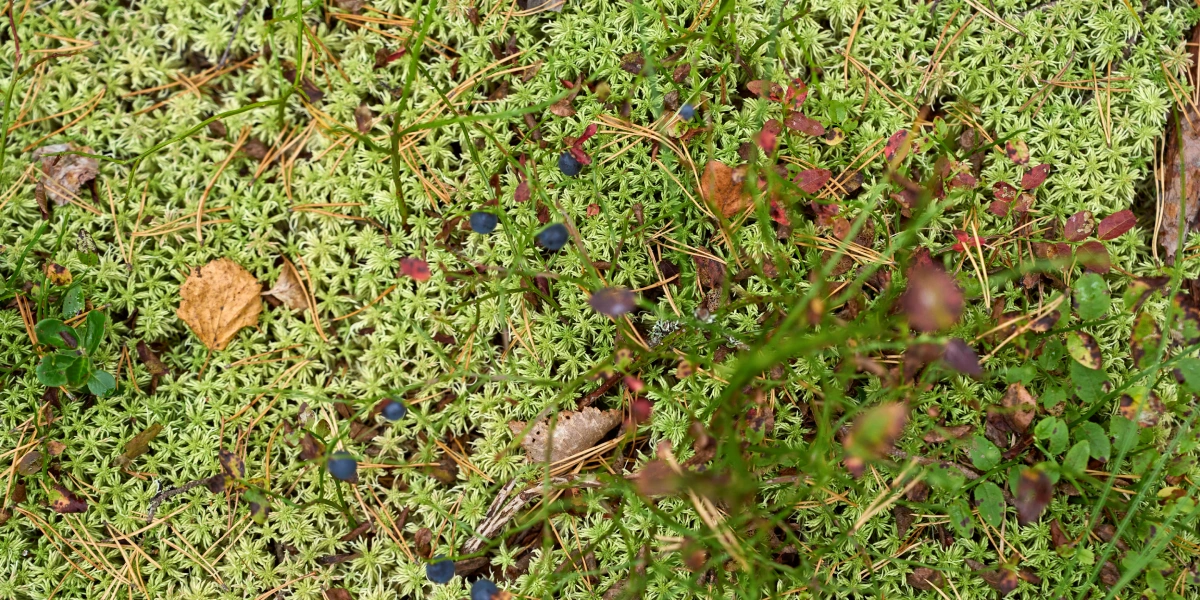 Какого поля ягода: редакция нашла в лесу замороженные дикоросы