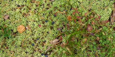 Какого поля ягода: редакция нашла в лесу замороженные дикоросы