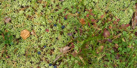 Какого поля ягода: редакция нашла в лесу замороженные дикоросы