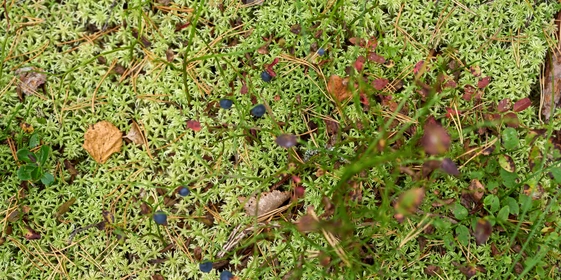 Какого поля ягода: редакция нашла в лесу замороженные дикоросы