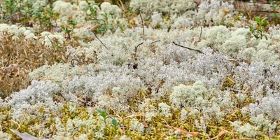 Какого поля ягода: редакция нашла в лесу замороженные дикоросы