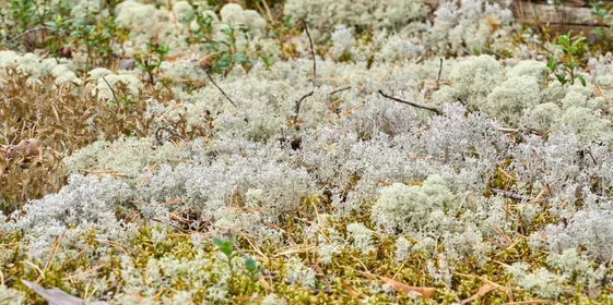 Какого поля ягода: редакция нашла в лесу замороженные дикоросы