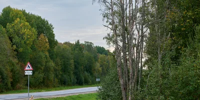 Какого поля ягода: редакция нашла в лесу замороженные дикоросы