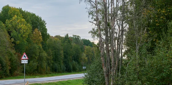 Какого поля ягода: редакция нашла в лесу замороженные дикоросы