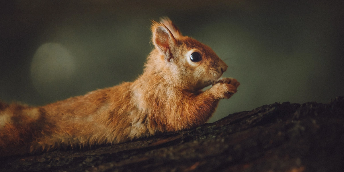 Как правильно кормить зверей и птиц в парках