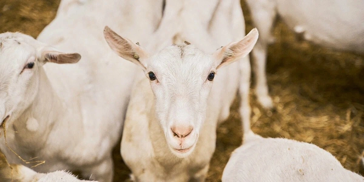 Почему у козьего молока и&nbsp;сыра специфический запах