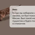 Исследование: в честь какой еды мы чаще всего называем своих питомцев?