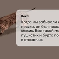 Исследование: в&nbsp;честь какой еды мы чаще всего называем своих питомцев?
