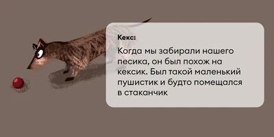 Исследование: в&nbsp;честь какой еды мы чаще всего называем своих питомцев?