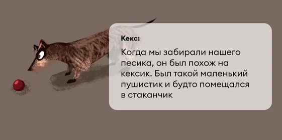 Исследование: в честь какой еды мы чаще всего называем своих питомцев?