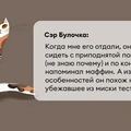 Исследование: в&nbsp;честь какой еды мы чаще всего называем своих питомцев?
