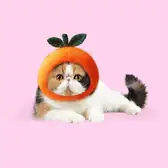 Тест: какой вы котик-экзотик