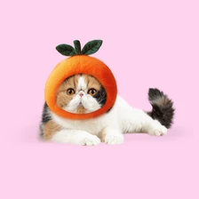 Тест: какой вы котик-экзотик