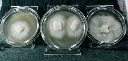 Я выращиваю мебель из&nbsp;грибов и&nbsp;мусора. Посмотрите сами