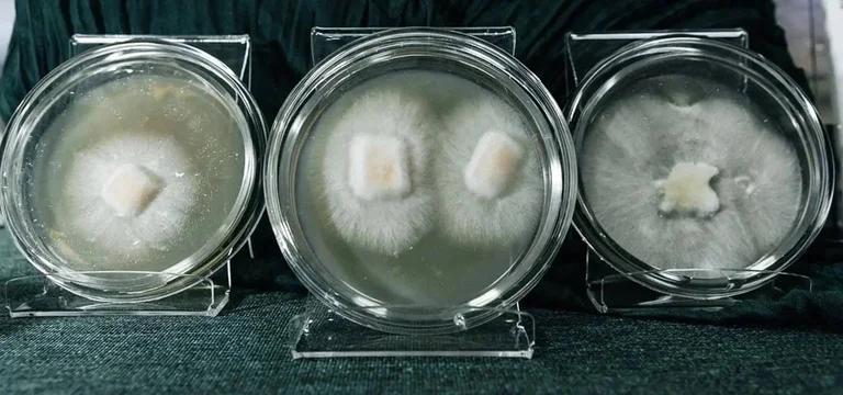 Я выращиваю мебель из грибов и мусора. Посмотрите сами