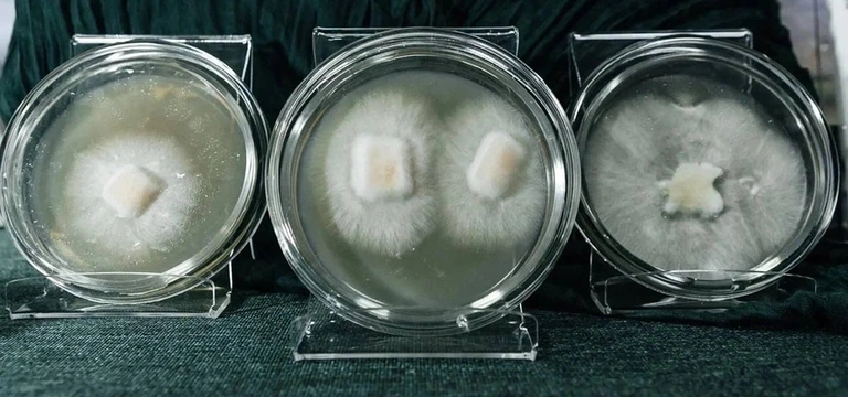 Я выращиваю мебель из&nbsp;грибов и&nbsp;мусора. Посмотрите сами