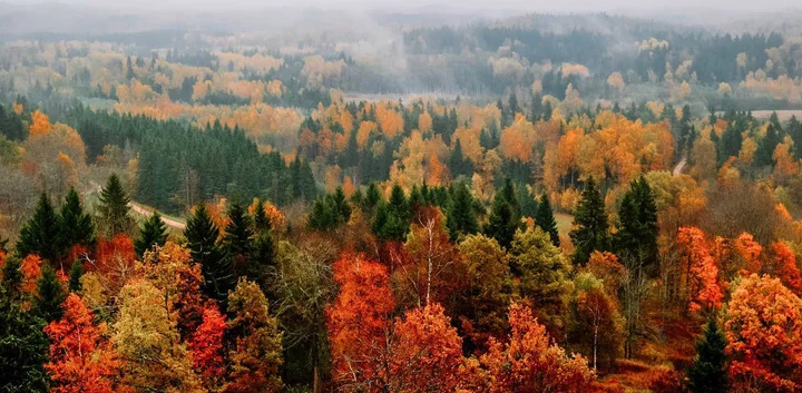 Поехали с нами сажать лес!