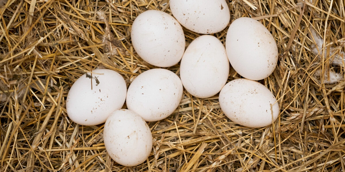 Не простое, а столовое: как куры свободного выгула несут яйца