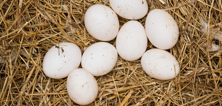 Не простое, а столовое: как куры свободного выгула несут яйца