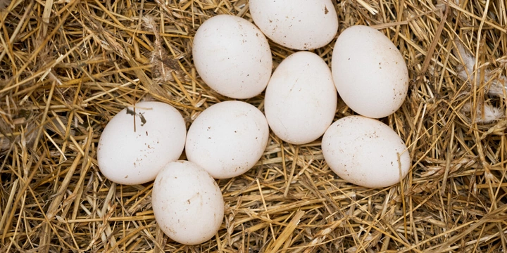 Не простое, а столовое: как куры свободного выгула несут яйца