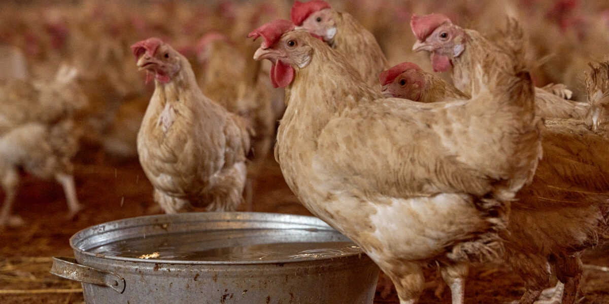 Не простое, а столовое: как куры свободного выгула несут яйца