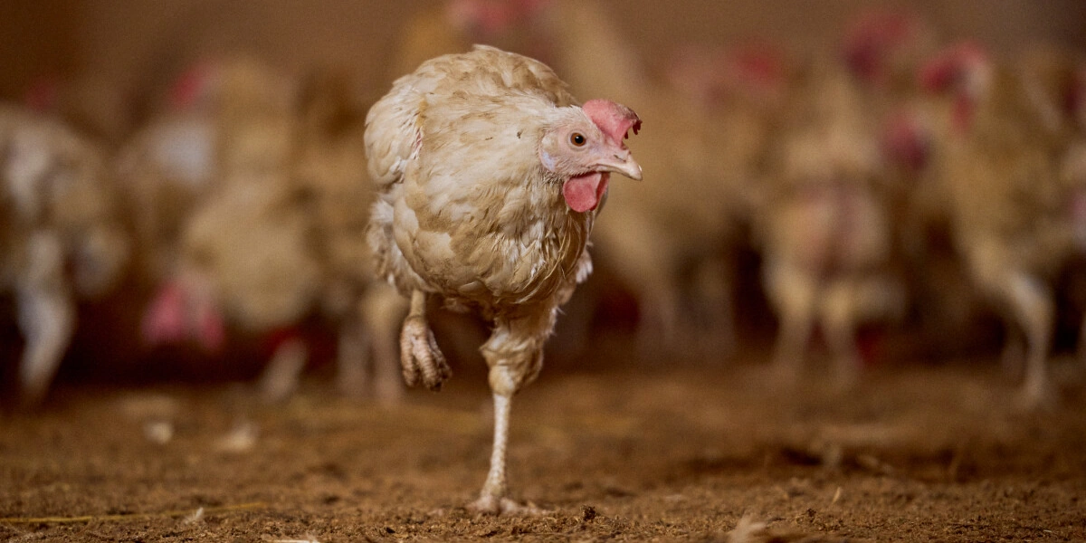 Не простое, а столовое: как куры свободного выгула несут яйца