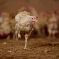 Не простое, а столовое: как куры свободного выгула несут яйца