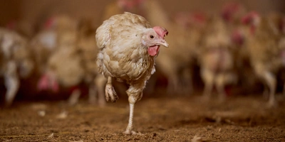 Не простое, а столовое: как куры свободного выгула несут яйца