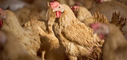 Не простое, а столовое: как куры свободного выгула несут яйца