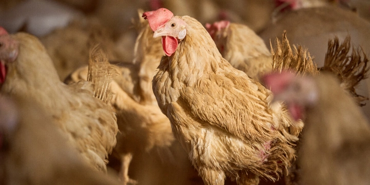 Не простое, а столовое: как куры свободного выгула несут яйца