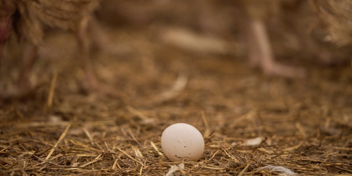 Не простое, а столовое: как куры свободного выгула несут яйца