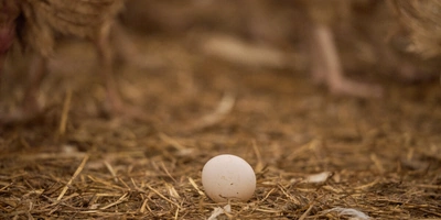 Не простое, а столовое: как куры свободного выгула несут яйца