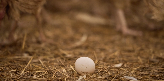 Не простое, а столовое: как куры свободного выгула несут яйца