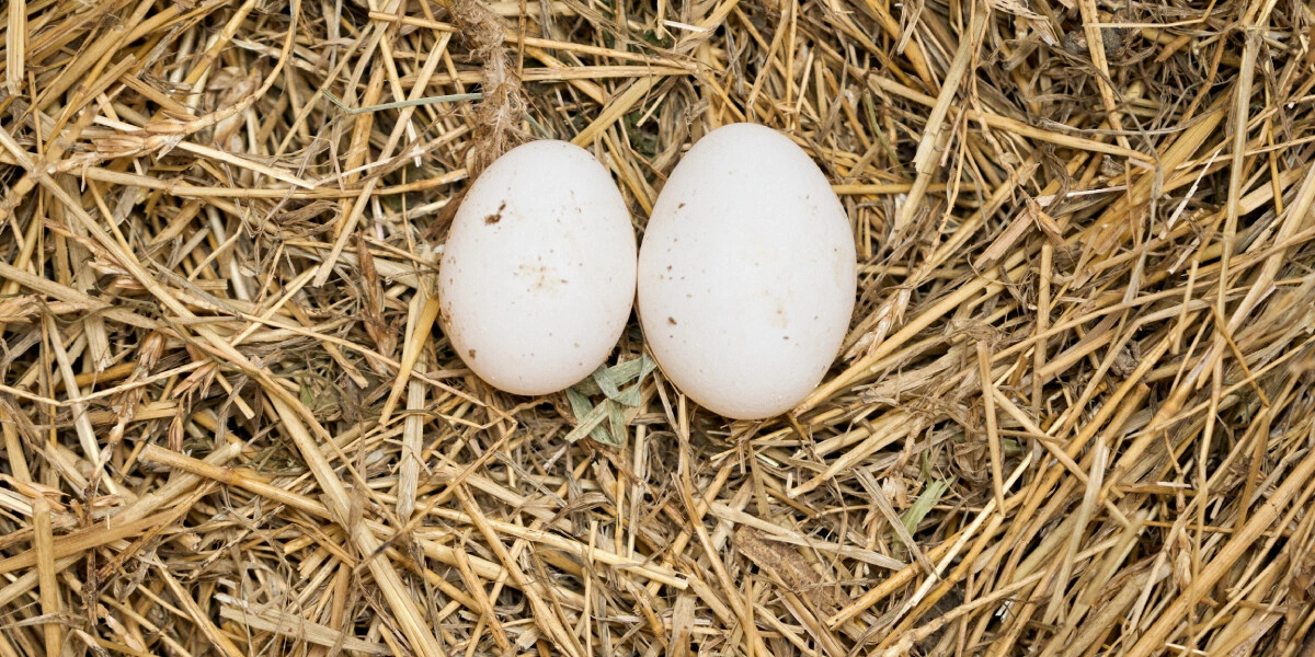Не простое, а столовое: как куры свободного выгула несут яйца
