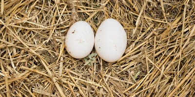 Не простое, а столовое: как куры свободного выгула несут яйца