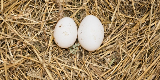 Не простое, а столовое: как куры свободного выгула несут яйца