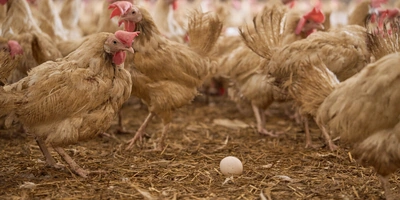 Не простое, а столовое: как куры свободного выгула несут яйца