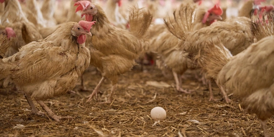 Не простое, а столовое: как куры свободного выгула несут яйца