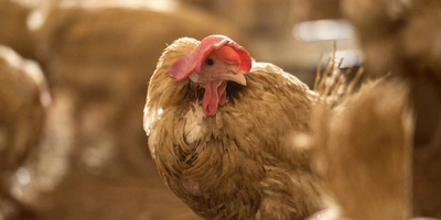 Не простое, а столовое: как куры свободного выгула несут яйца