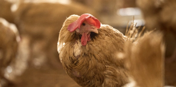 Не простое, а столовое: как куры свободного выгула несут яйца