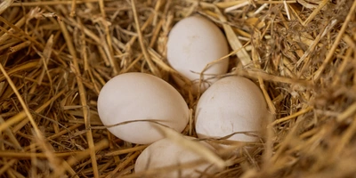 Не простое, а столовое: как куры свободного выгула несут яйца