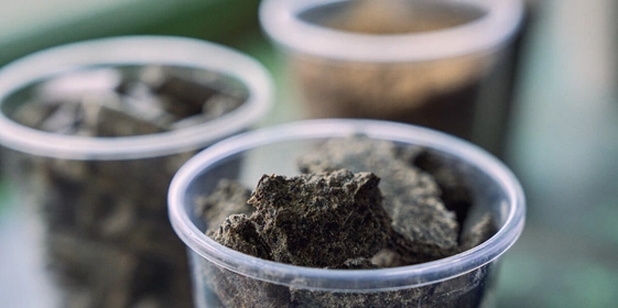 Не простое, а столовое: как куры свободного выгула несут яйца