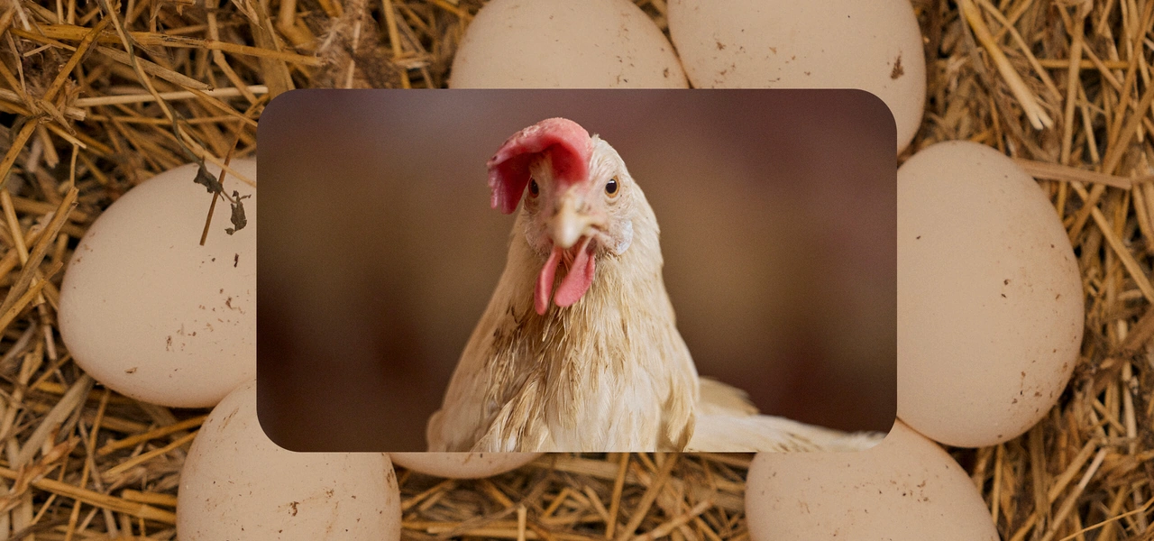 Не простое, а столовое: как куры свободного выгула несут яйца